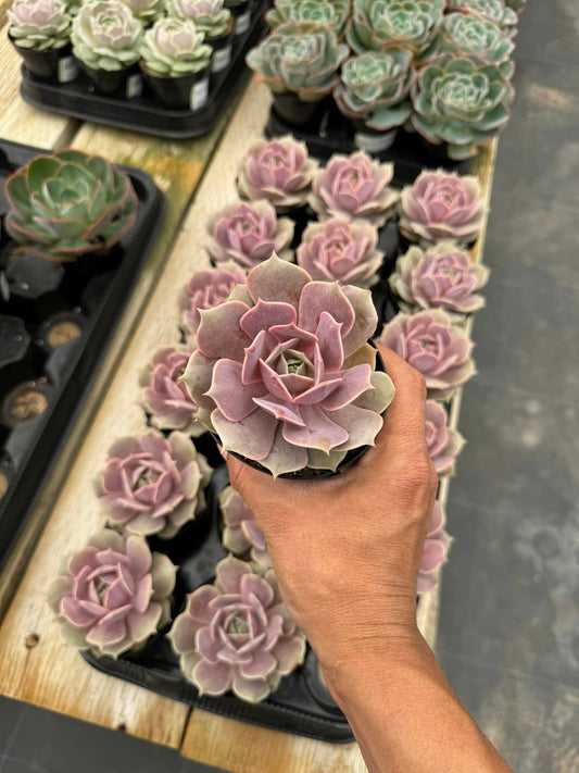 Echeveria Pink diamond