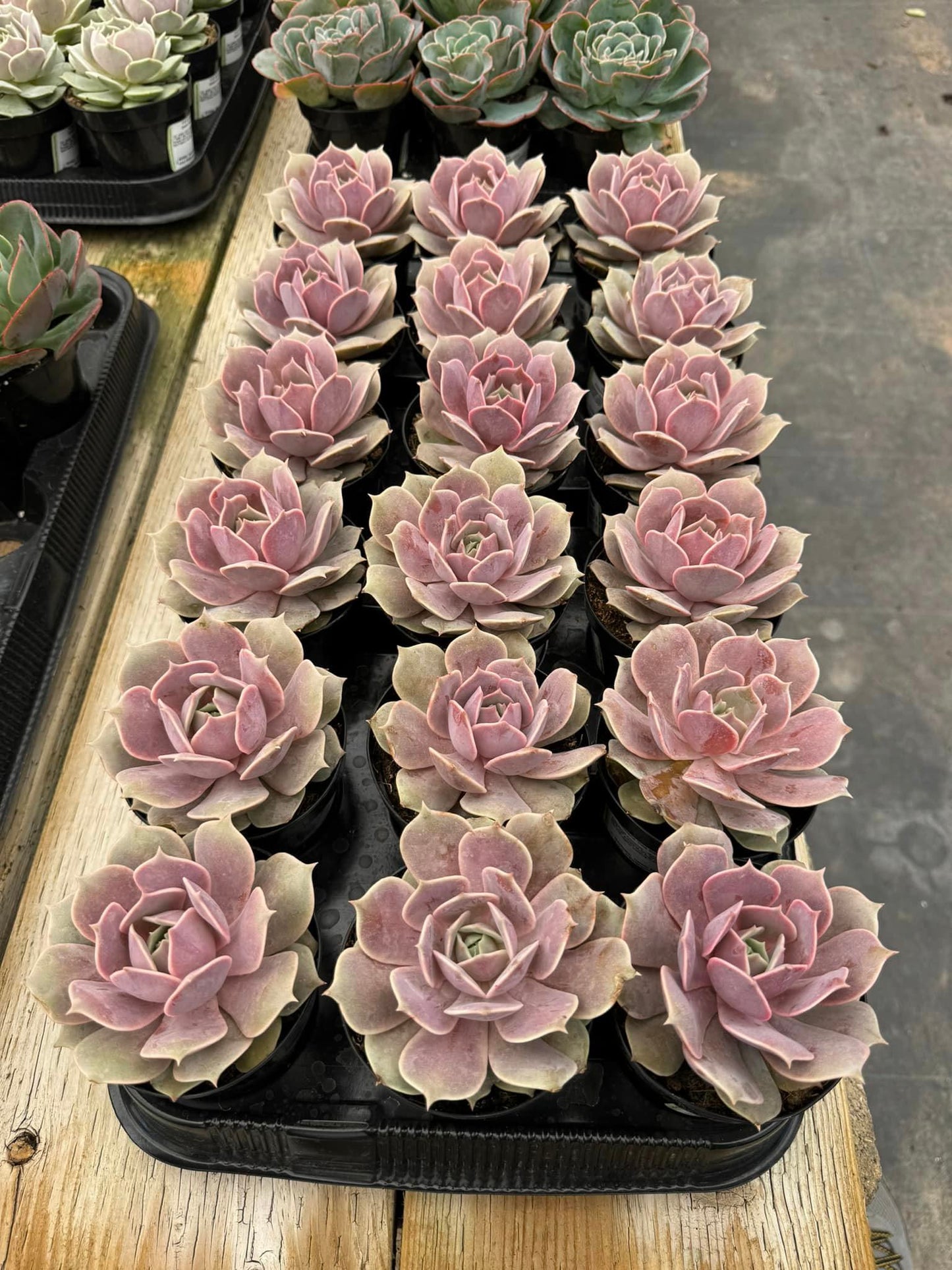 Echeveria Pink diamond