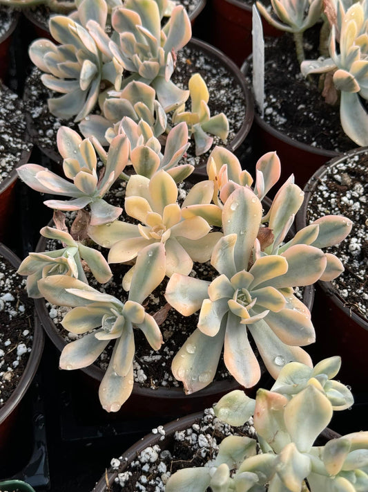 Echeveria akaihosi Variegada cluster