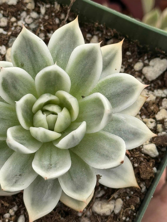 Echeveria artic variegada