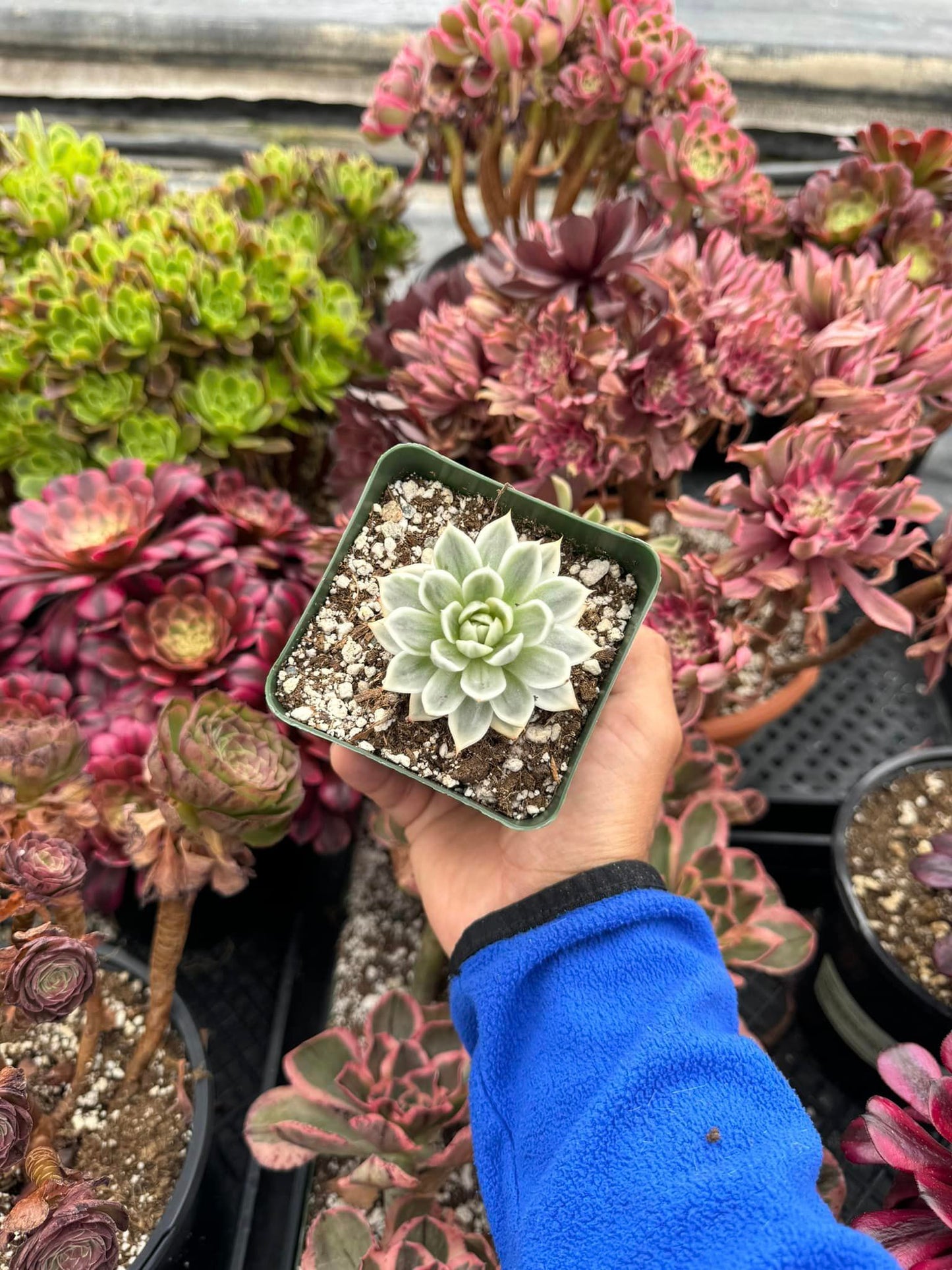 Echeveria artic variegada