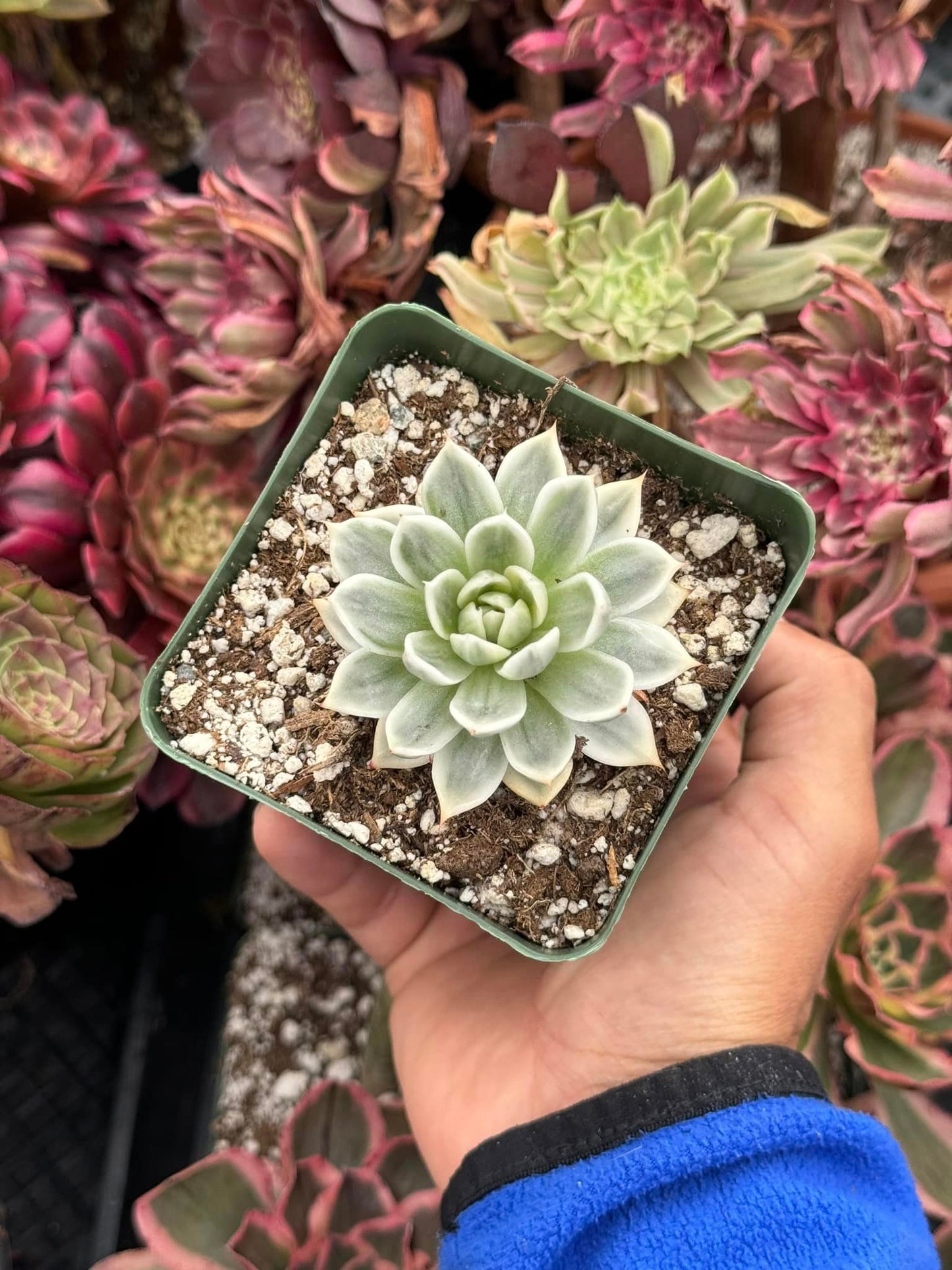 Echeveria artic variegada