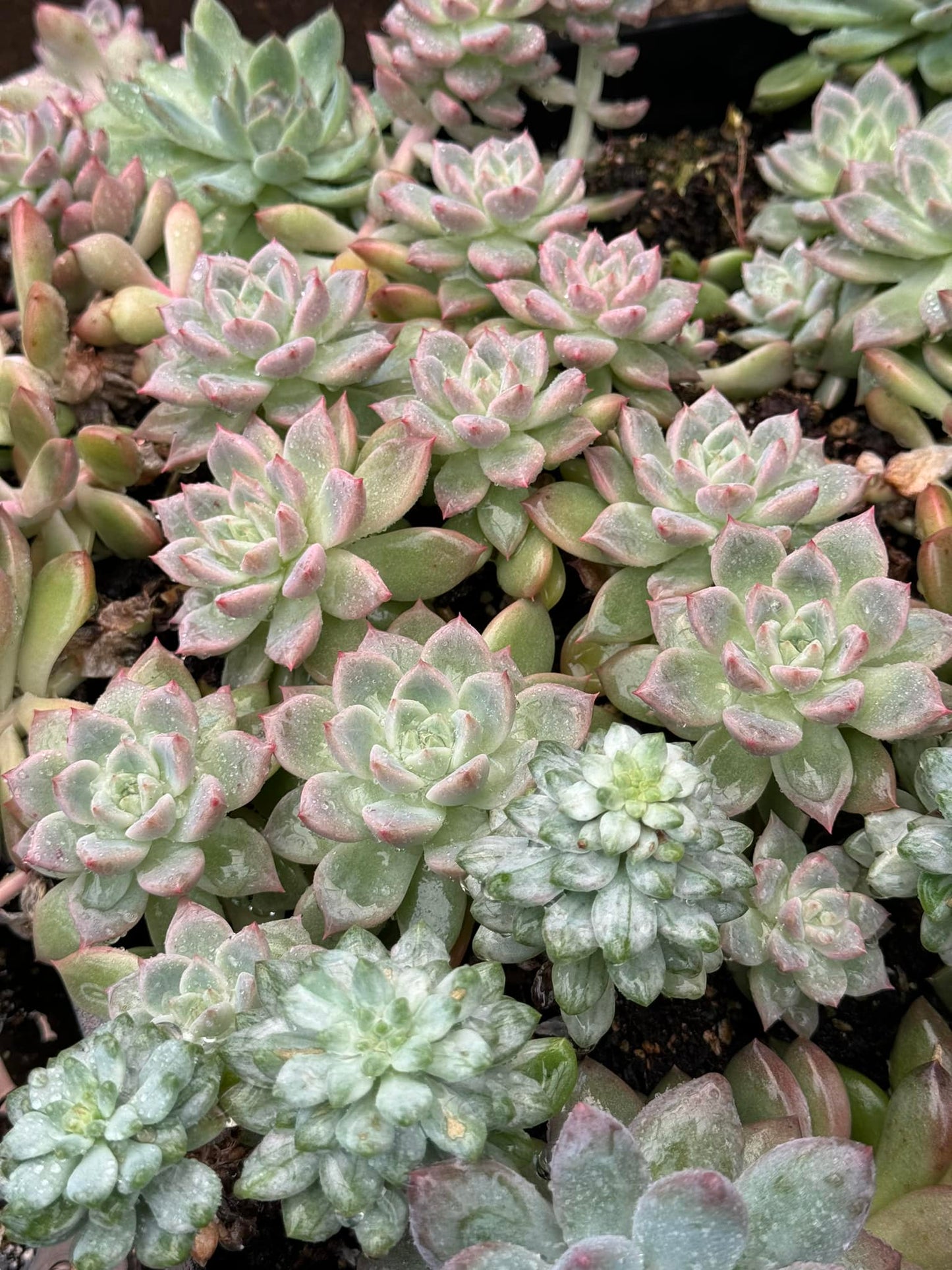 Echeveria arze 1 cabeza