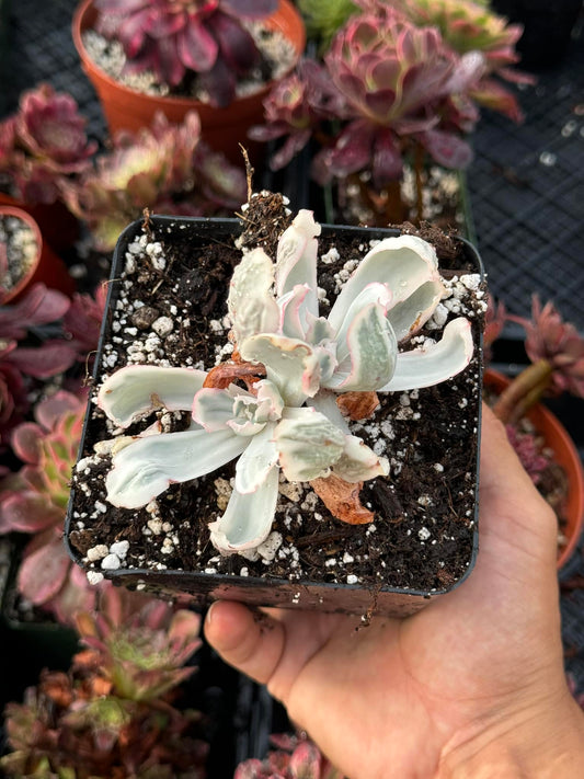 Echeveria berkeley light