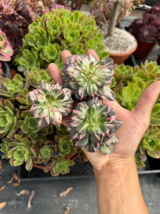 Echeveria black prince strip Variegada