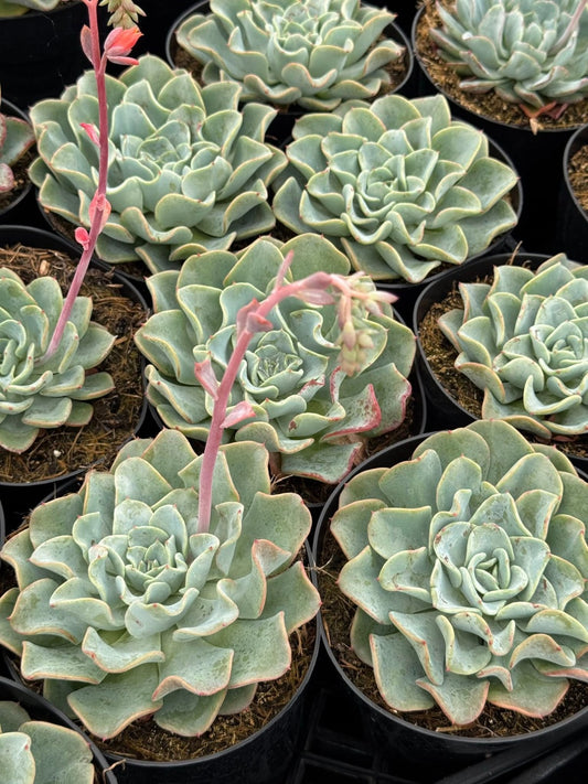 Echeveria blue galaxy