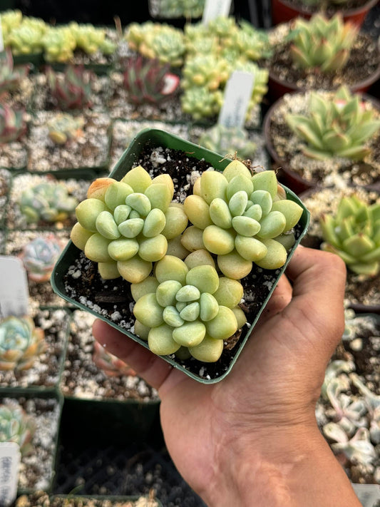 Echeveria bubble gum cluster