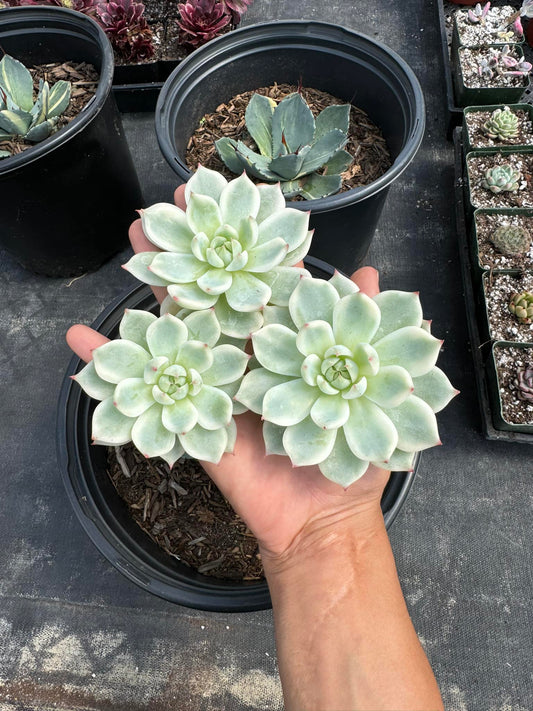 Echeveria chihuahuensis áurea Variegada