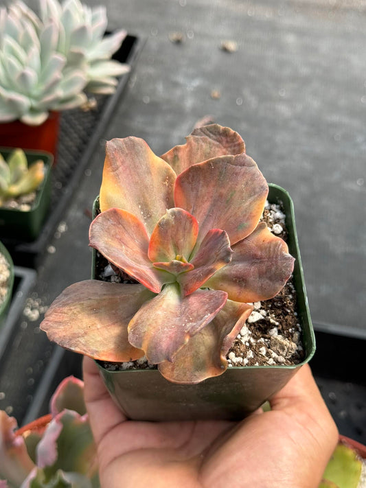 Echeveria colorful phoenix