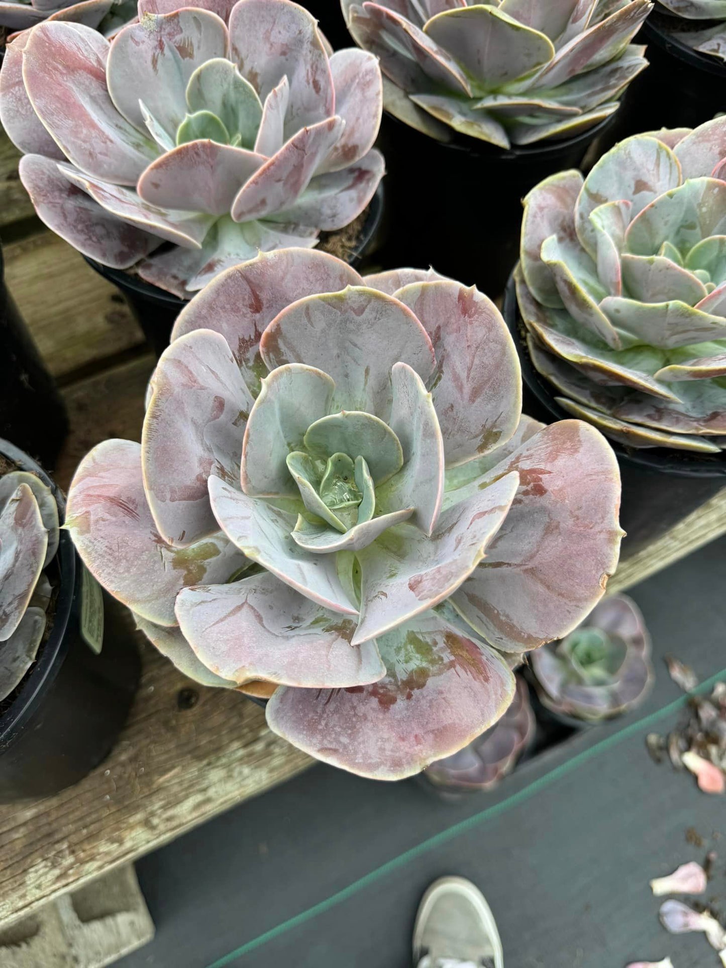 Echeveria creampuff