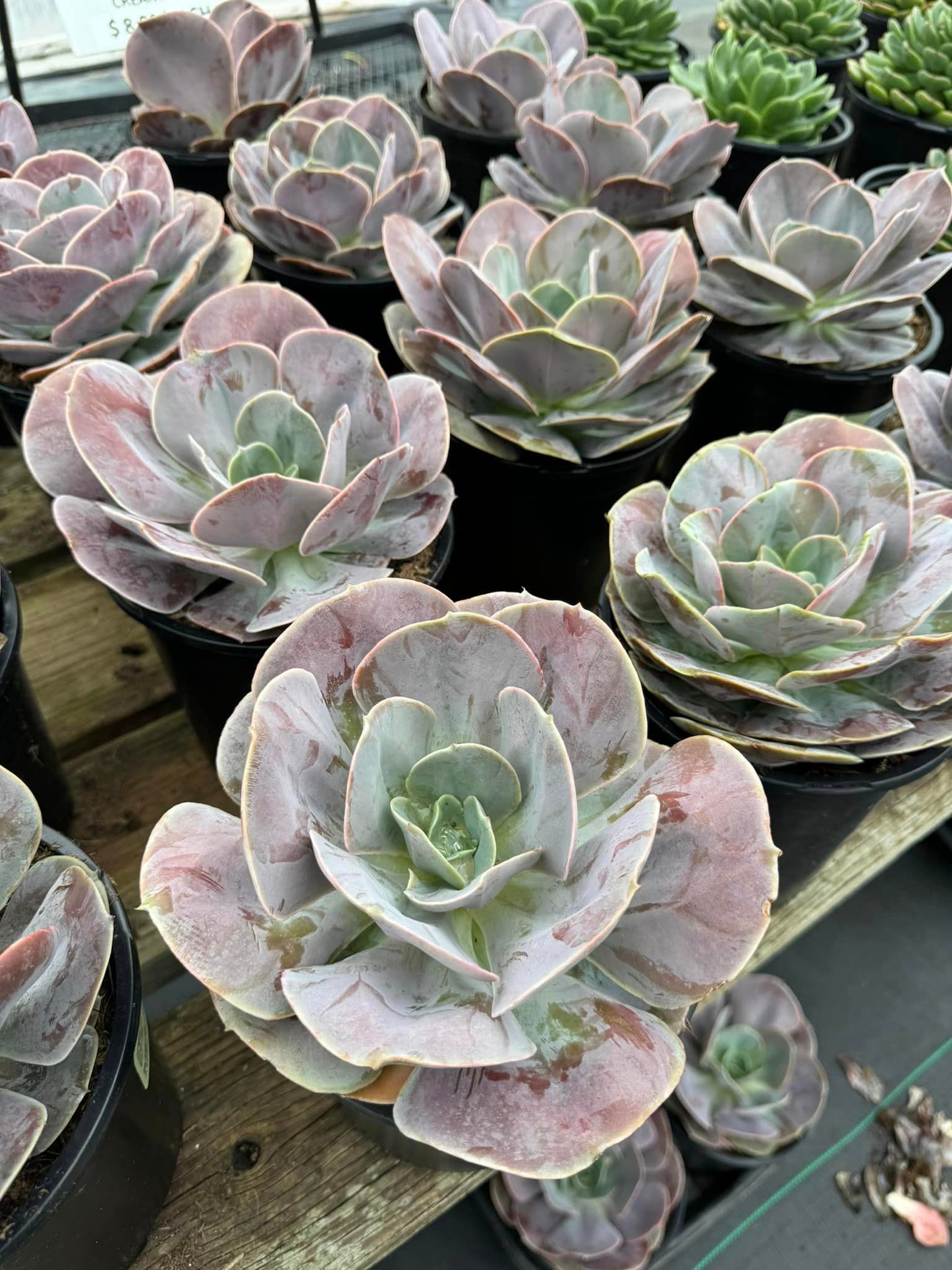 Echeveria creampuff