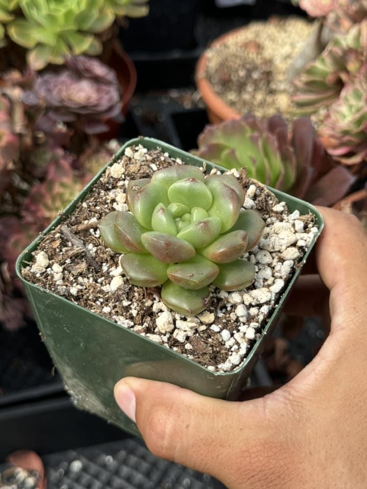 Echeveria green chang