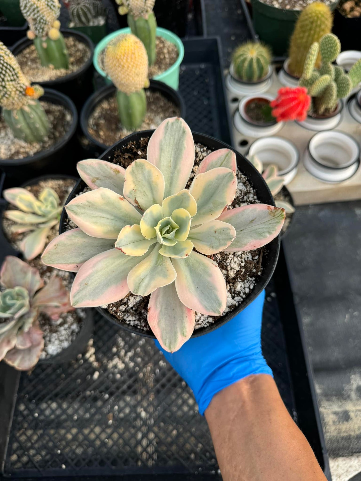 Echeveria green ice