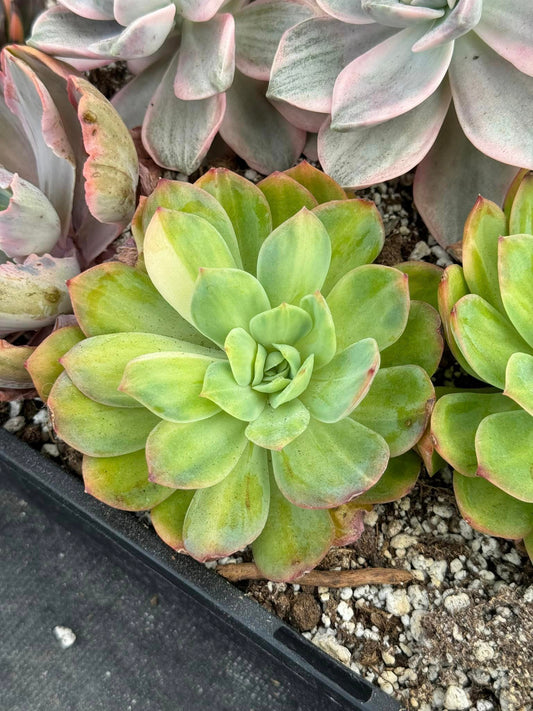 Echeveria green moon Variegada