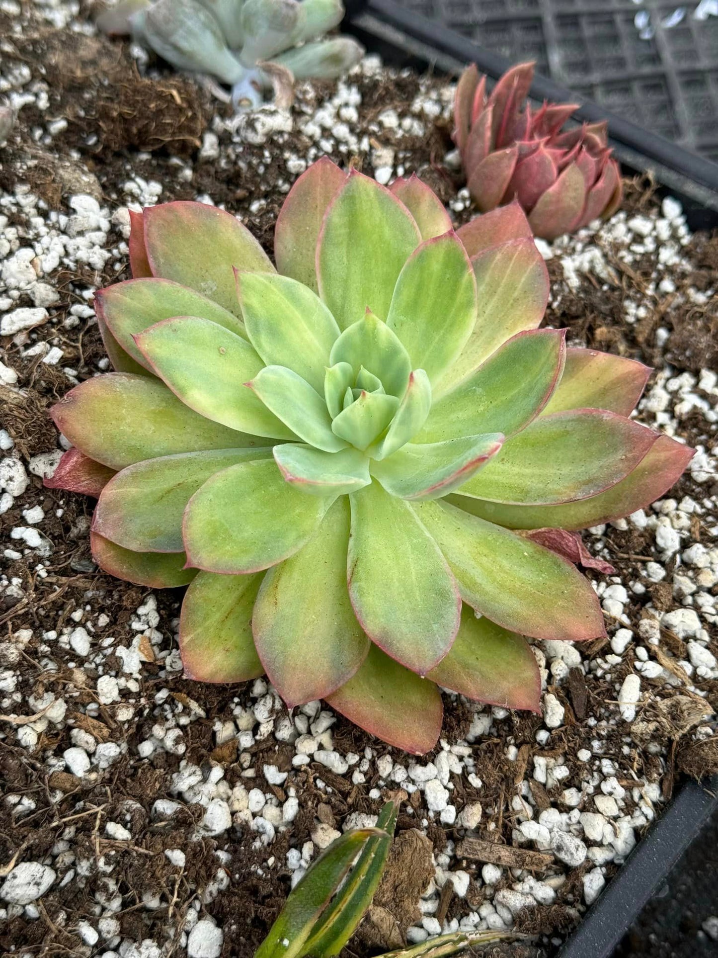 Echeveria green moon Variegada