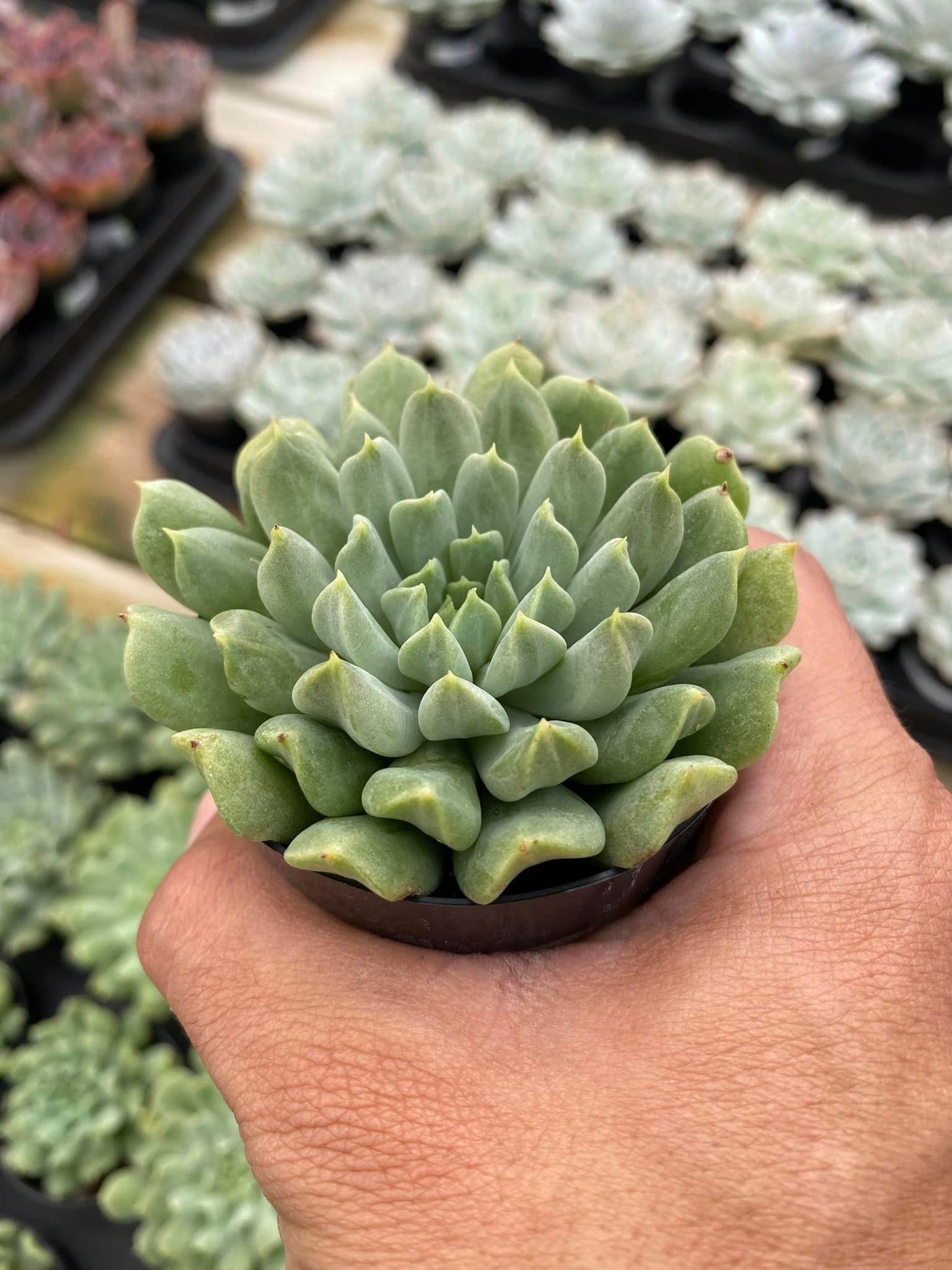 Echeveria irish mint