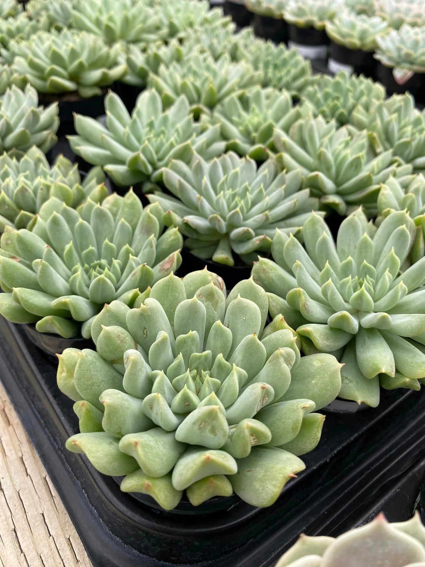 Echeveria irish mint