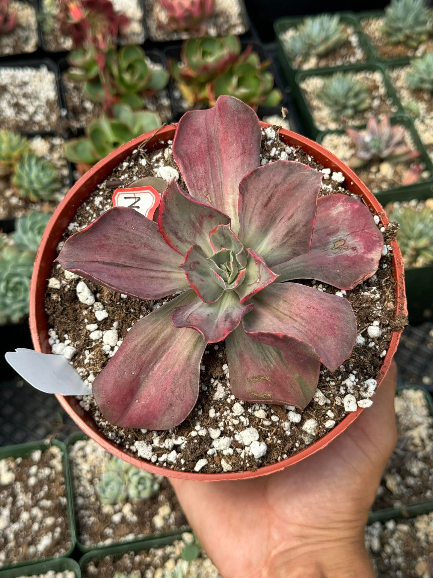 Echeveria iyra Variegada