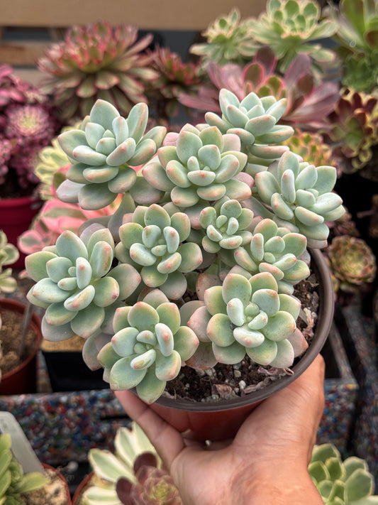Echeveria jousen cluster