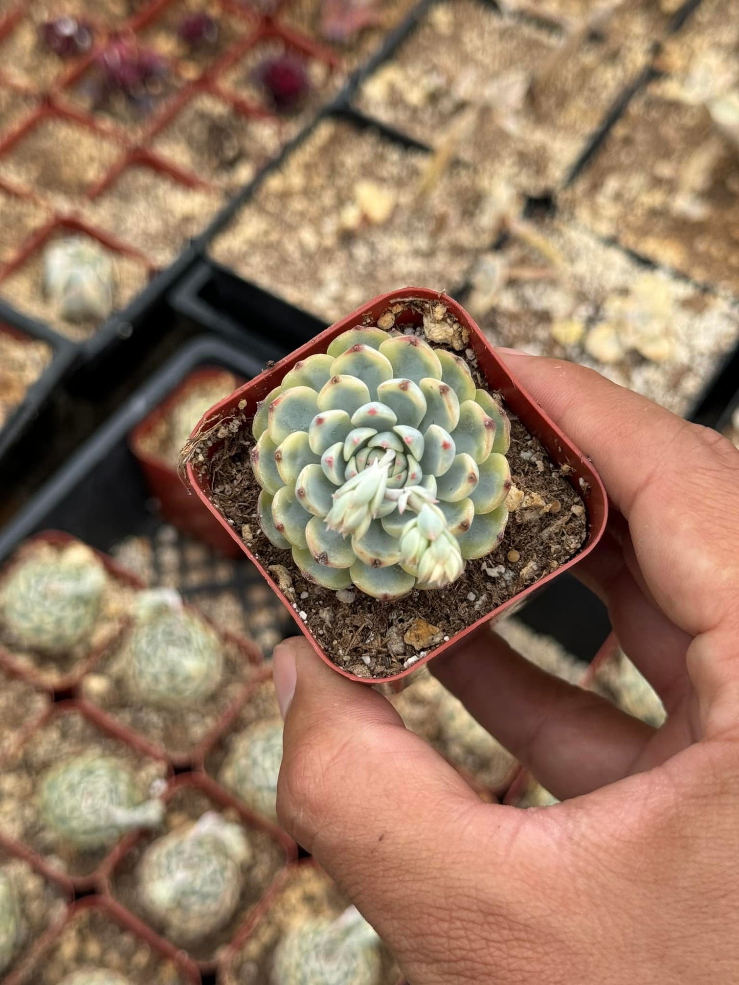 Echeveria mínima Variegada