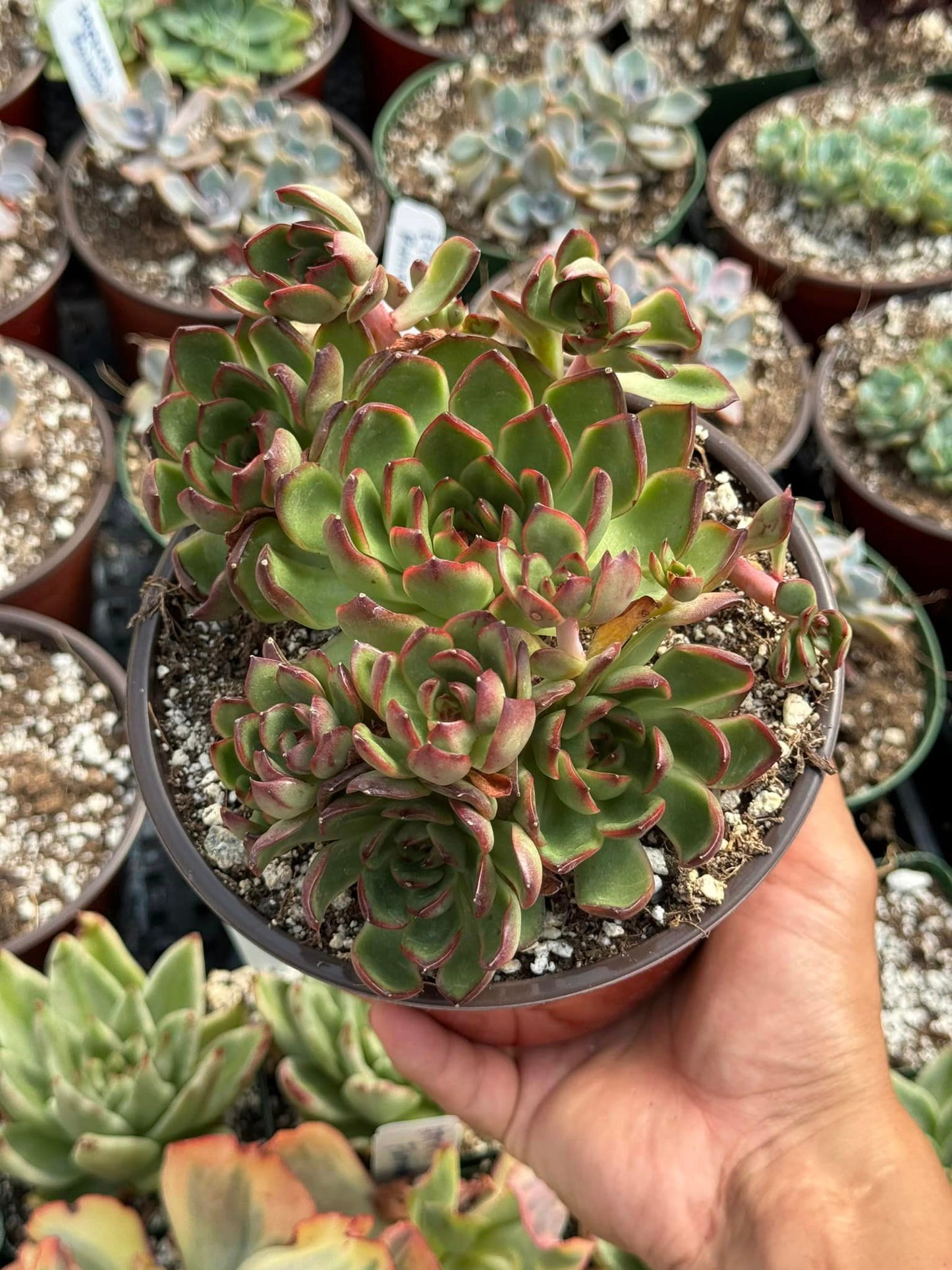 Echeveria pauliana cluster