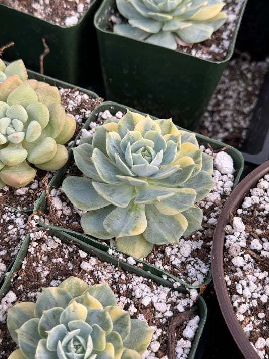 Echeveria peackokii Variegada