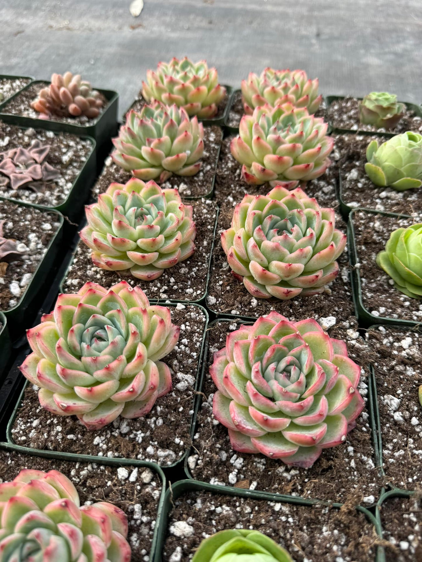 Echeveria pink crystal