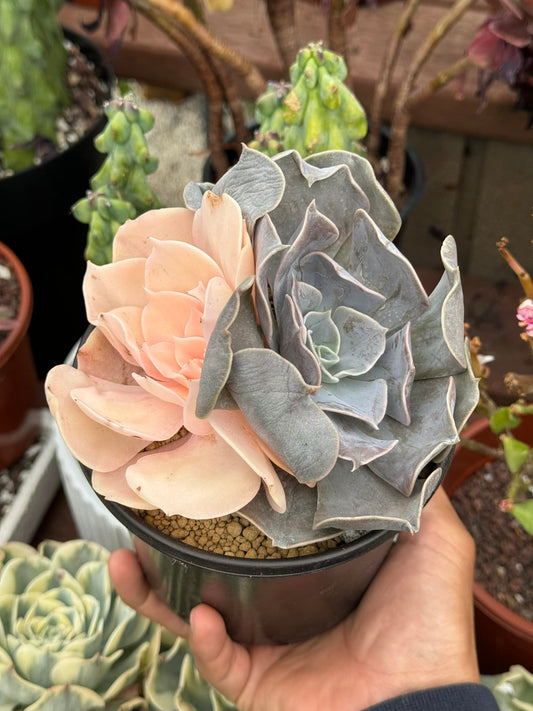 Echeveria pollux Variegada dos cabezas