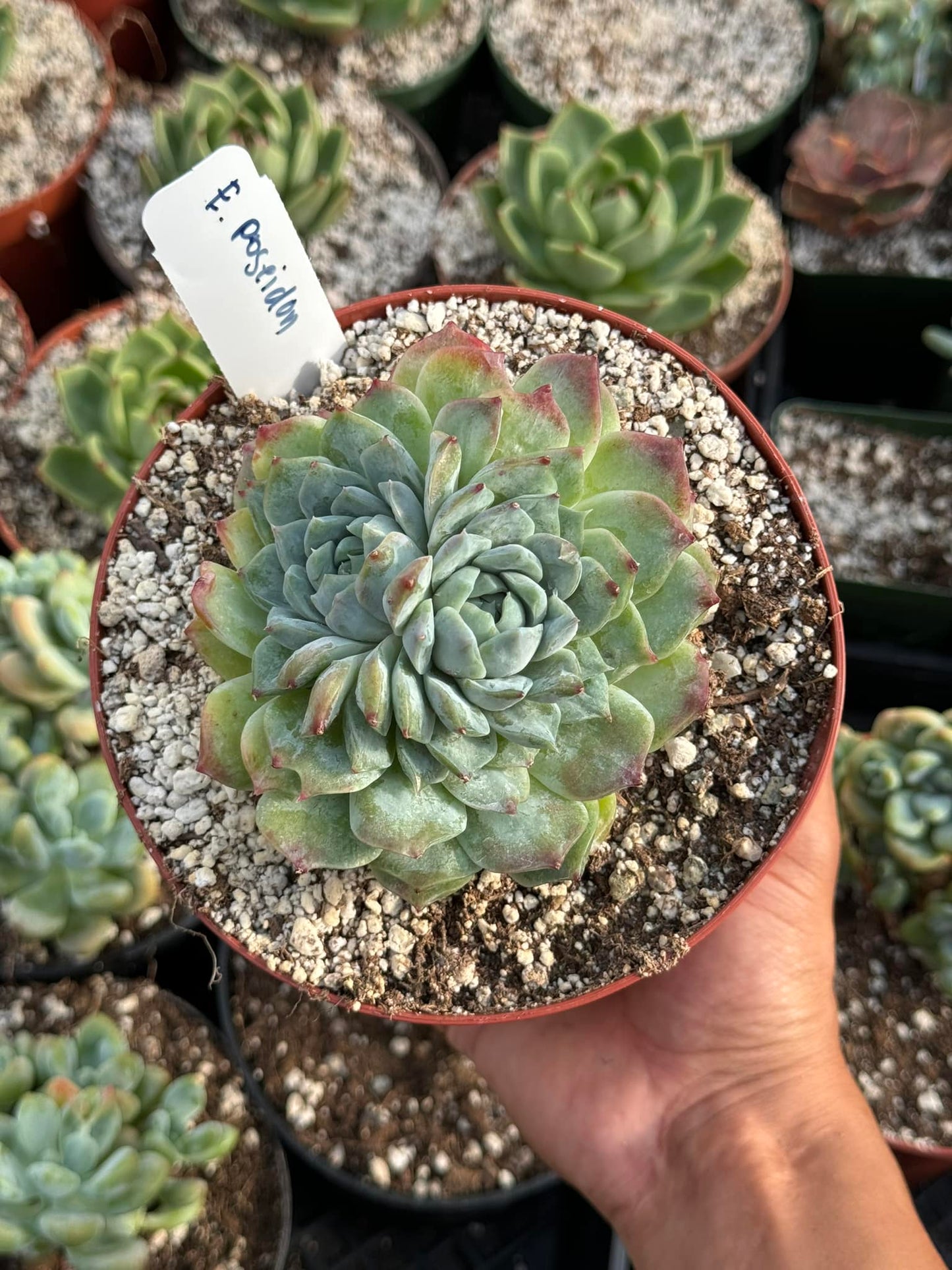 Echeveria poseidon