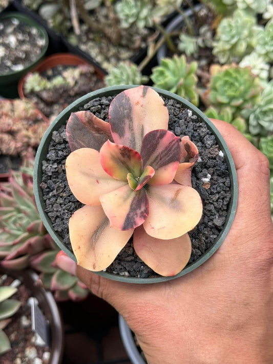 Echeveria primadonna Variegada