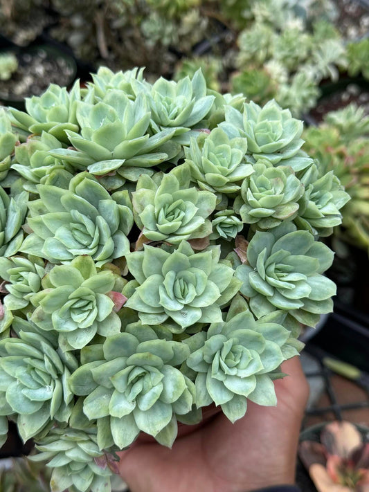 Echeveria raspberry ice variegado cluster