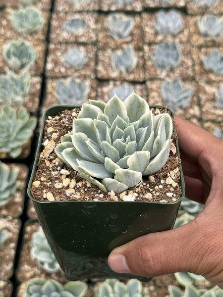 Echeveria rocio variegada