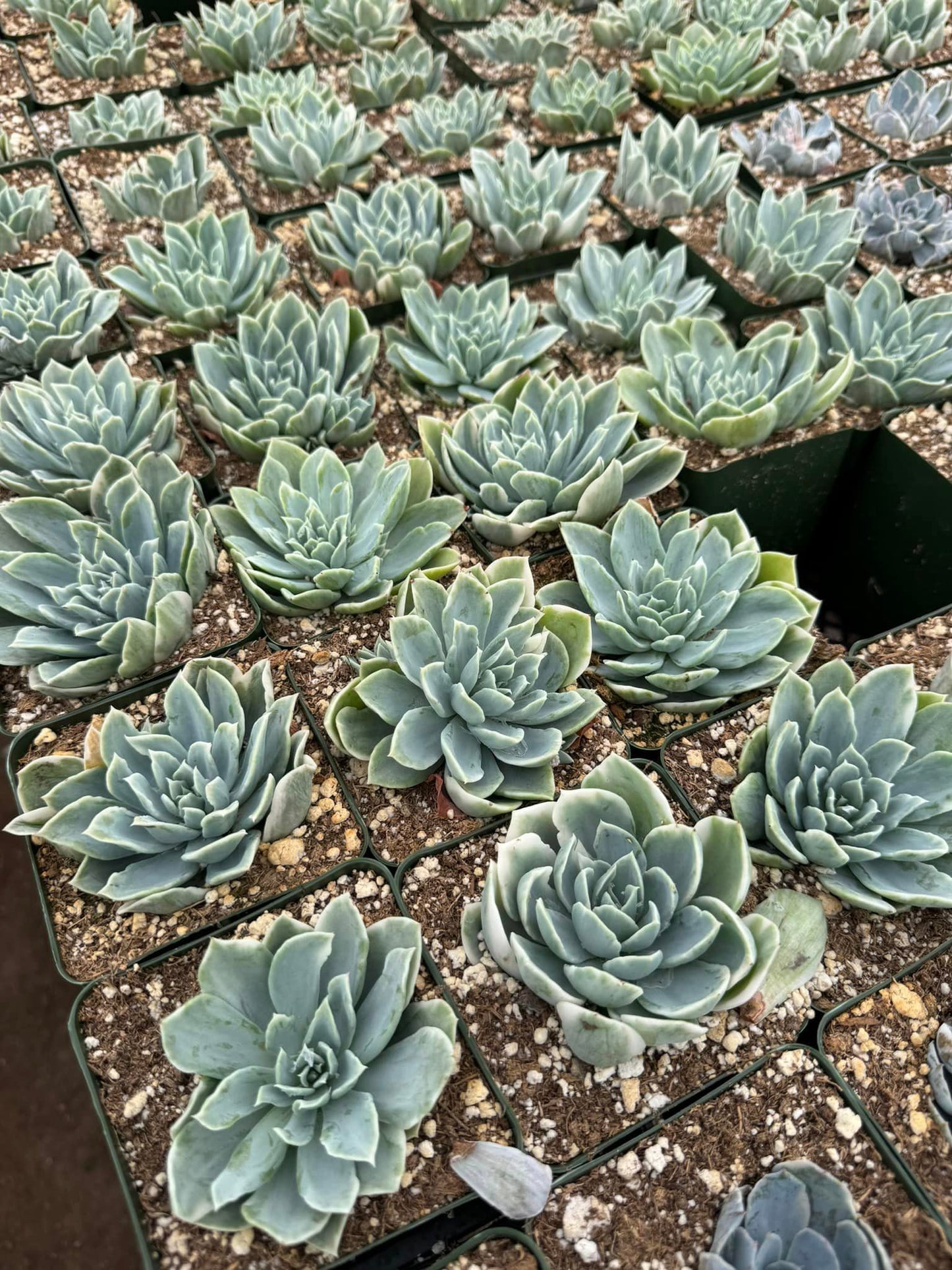 Echeveria rocio variegada