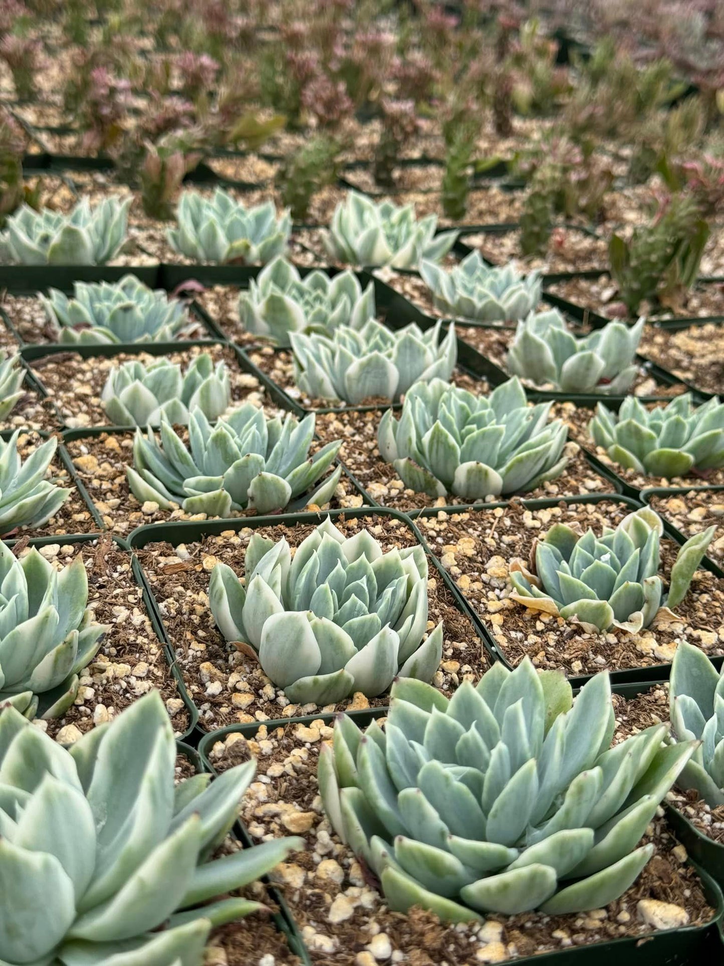 Echeveria rocio variegada