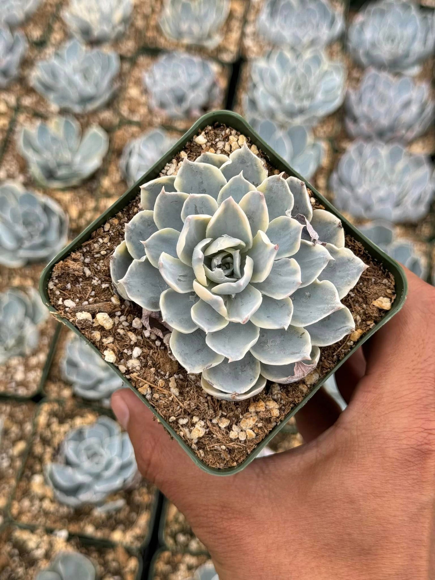 Echeveria subsesilis Variegada