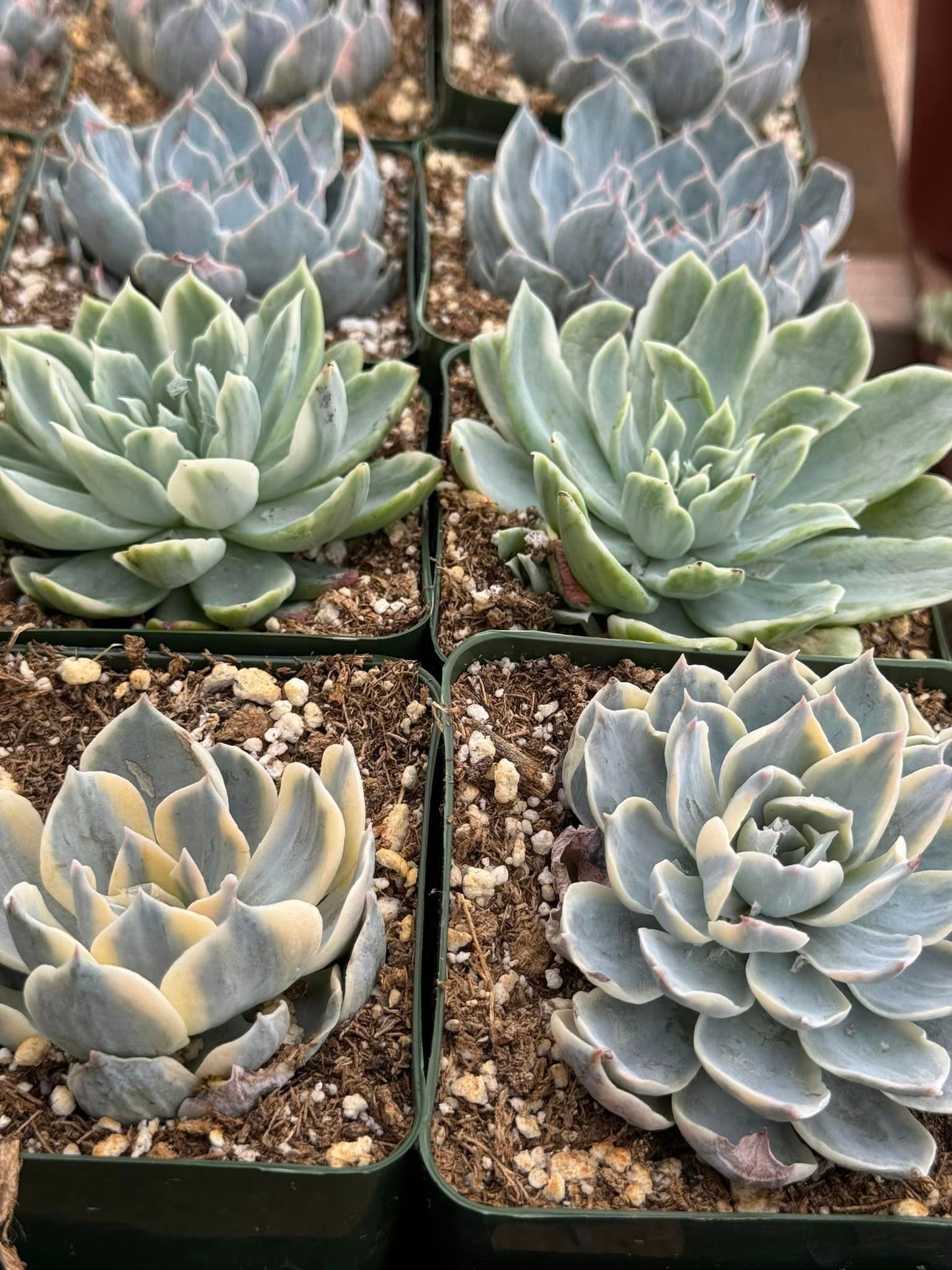 Echeveria subsesilis Variegada