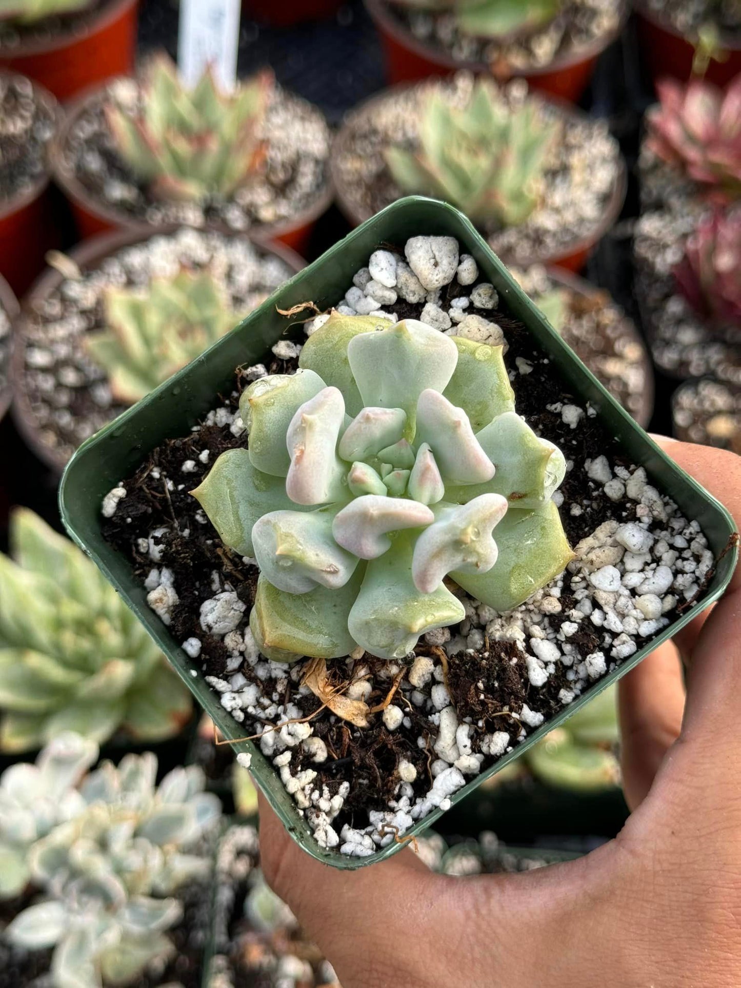 Echeveria supermilk