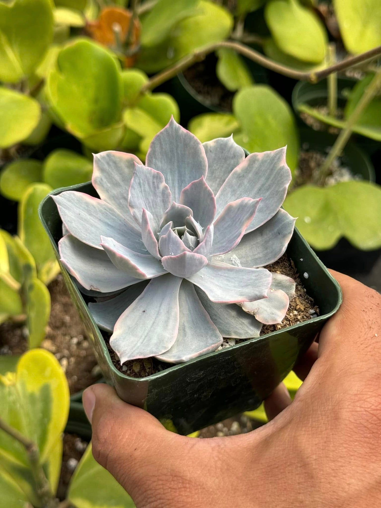 Echeveria surprise Variegada