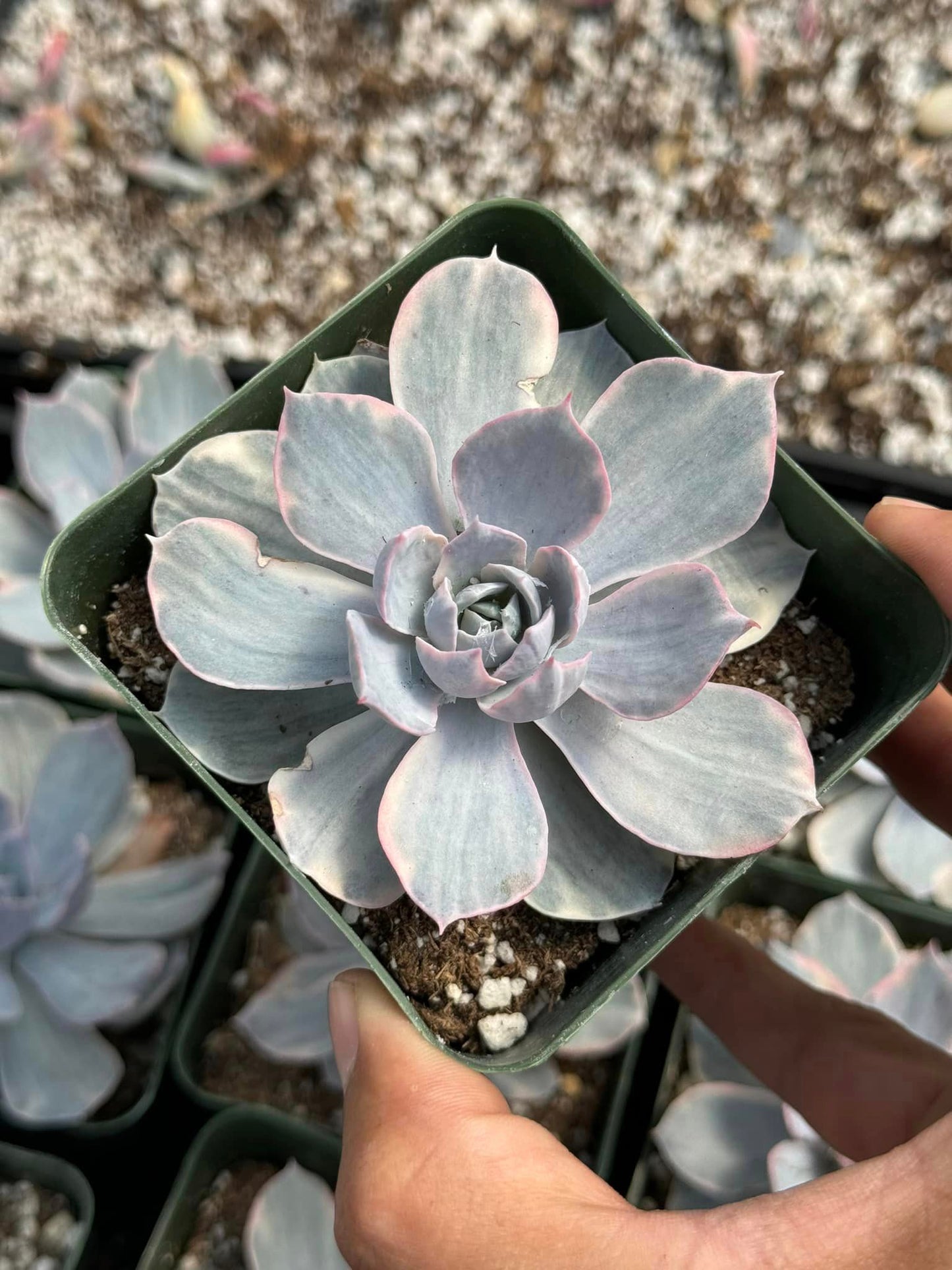 Echeveria surprise Variegada