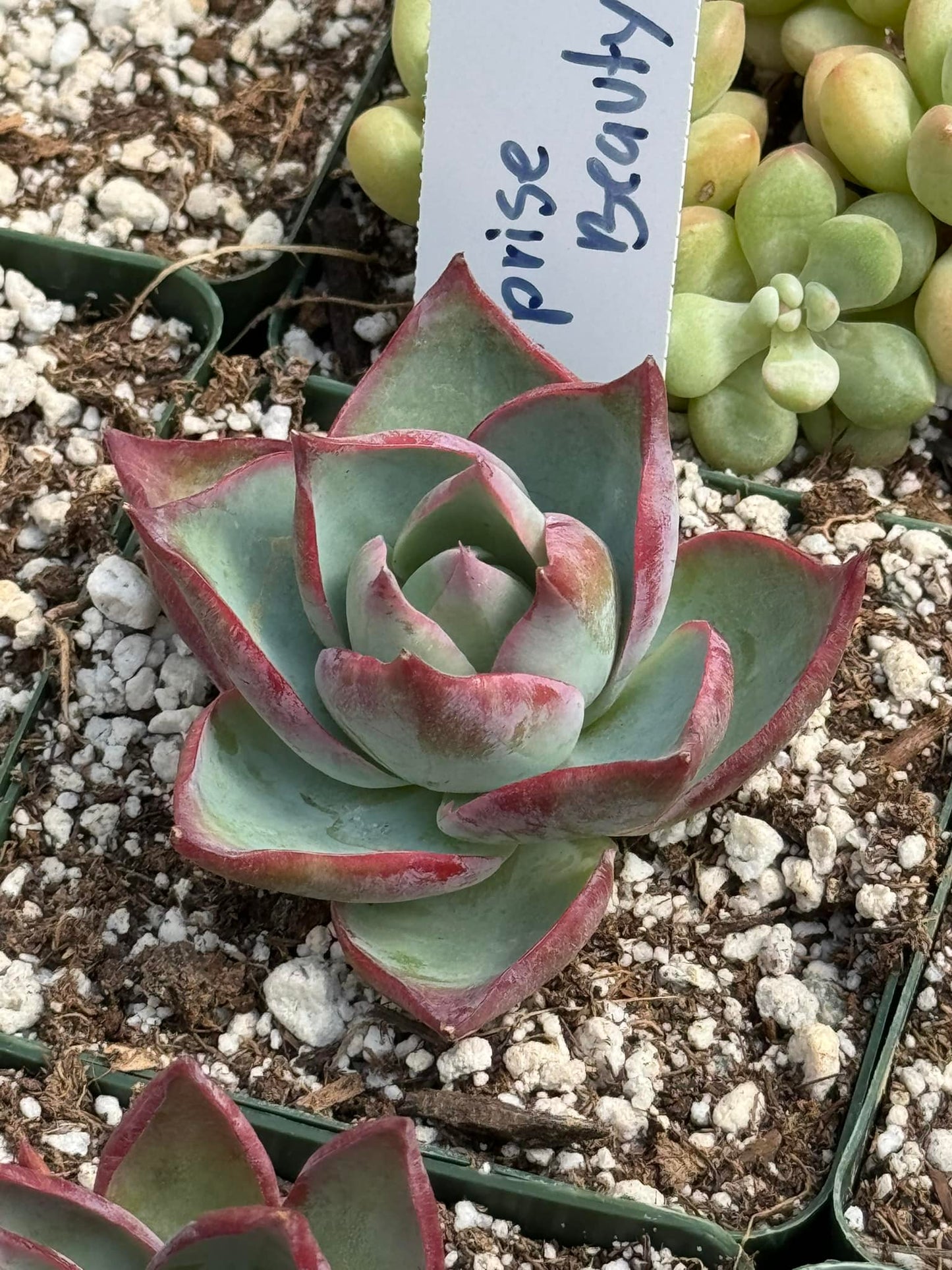 Echeveria surprise beauty