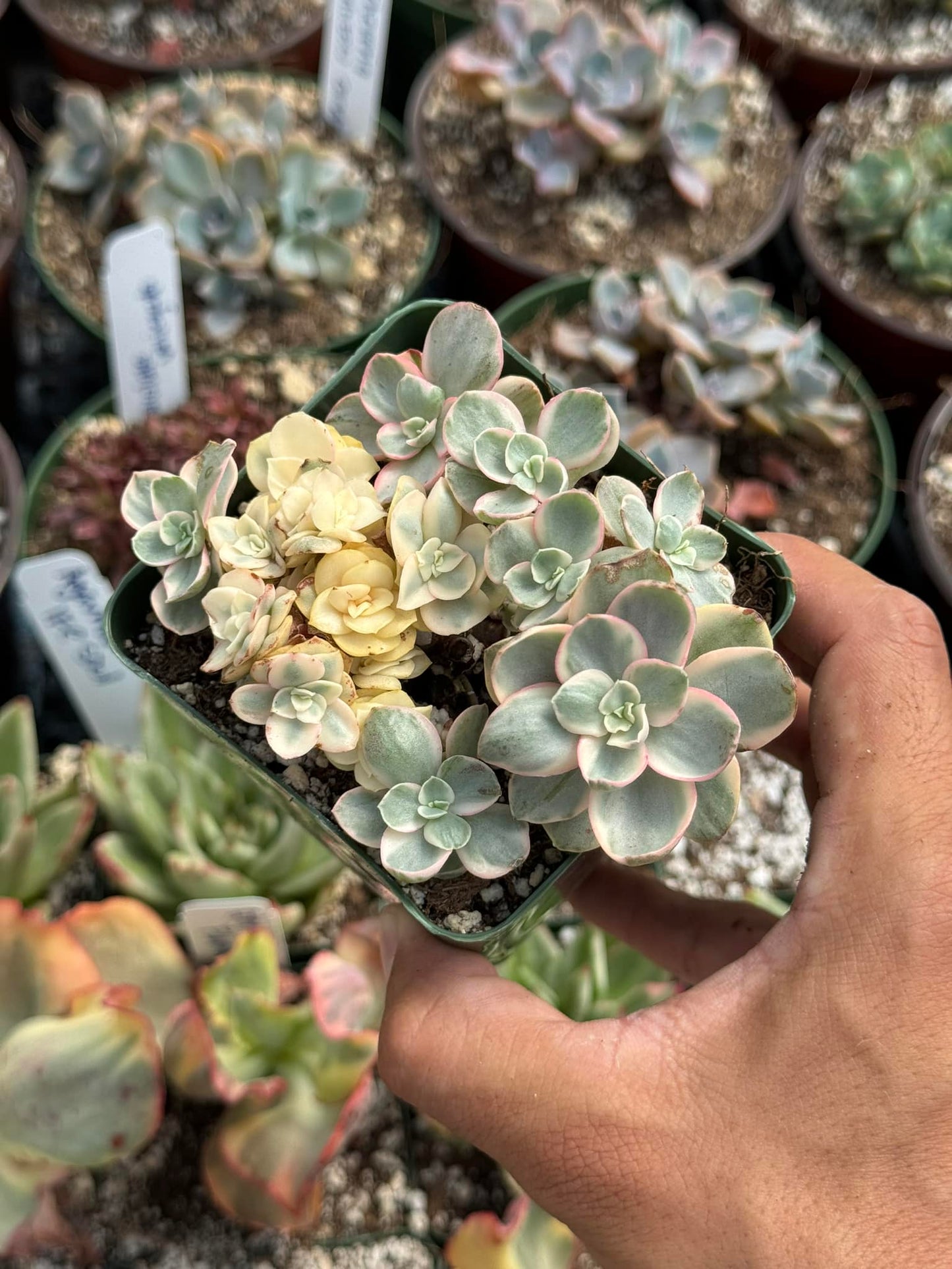 Echeveria suyon Variegada cluster