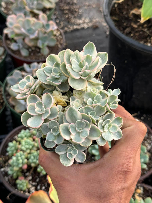 Echeveria suyon white cluster