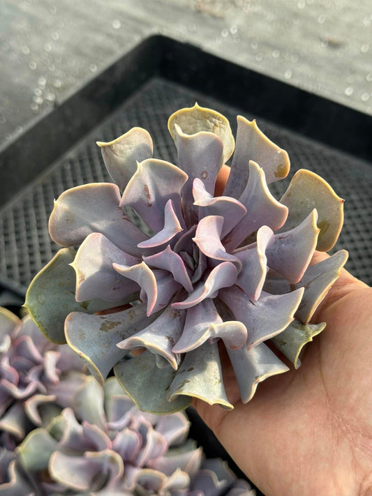 Echeveria valkyrie trumpet