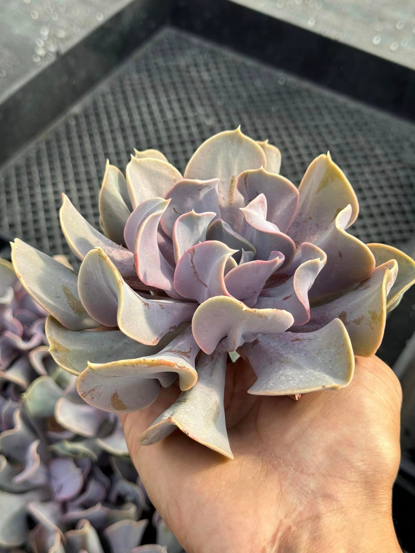 Echeveria valkyrie trumpet