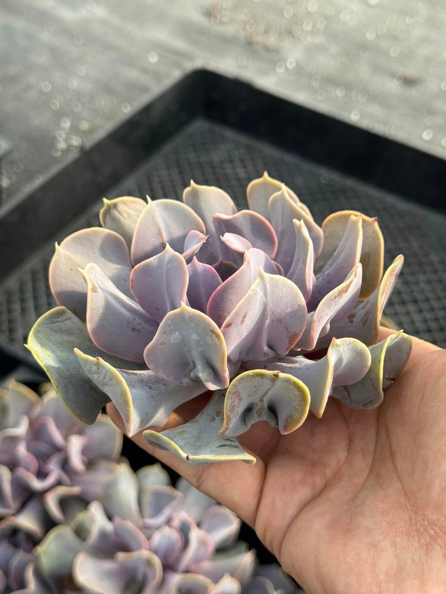 Echeveria valkyrie trumpet