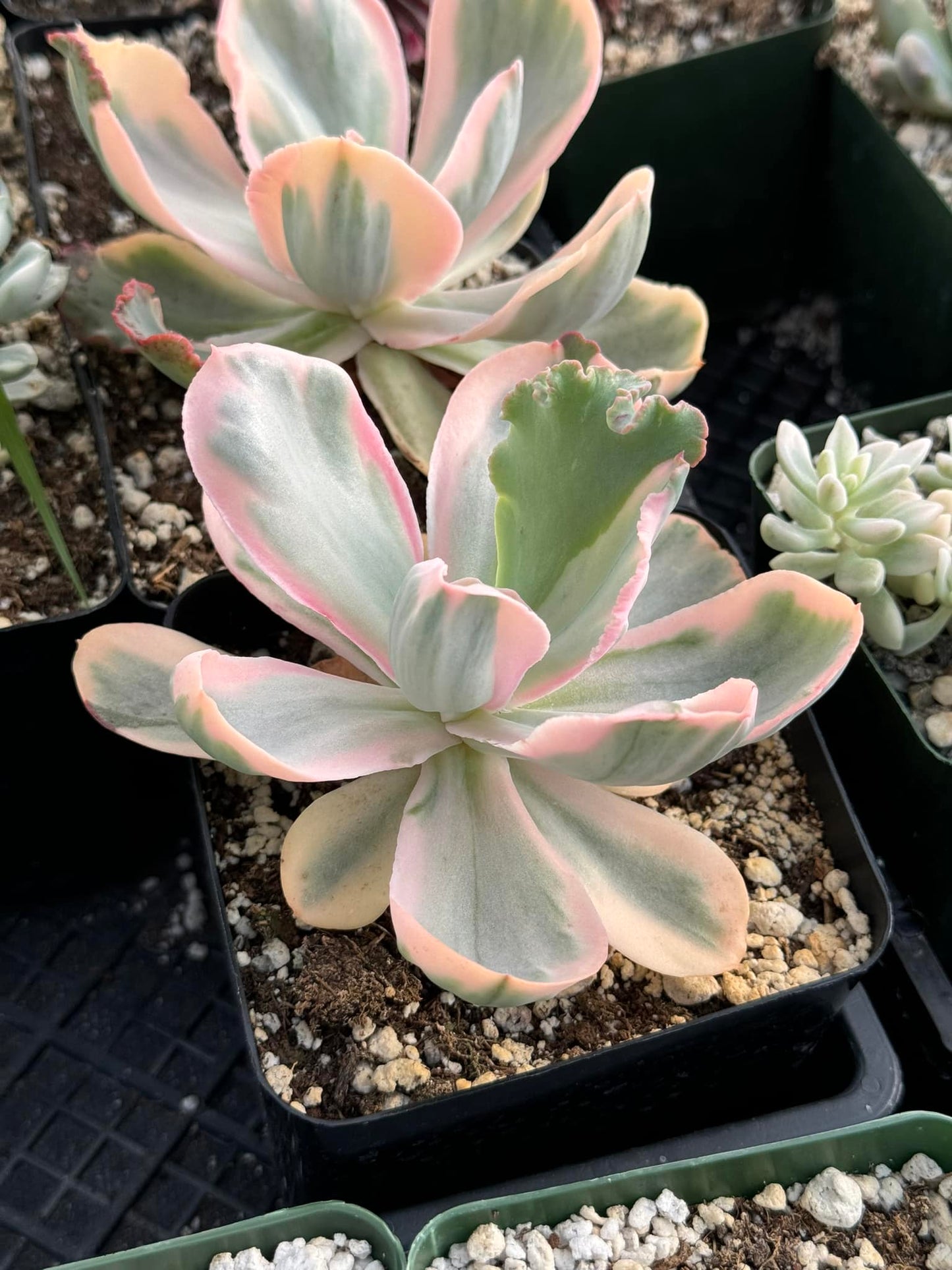 Echeveria white angel