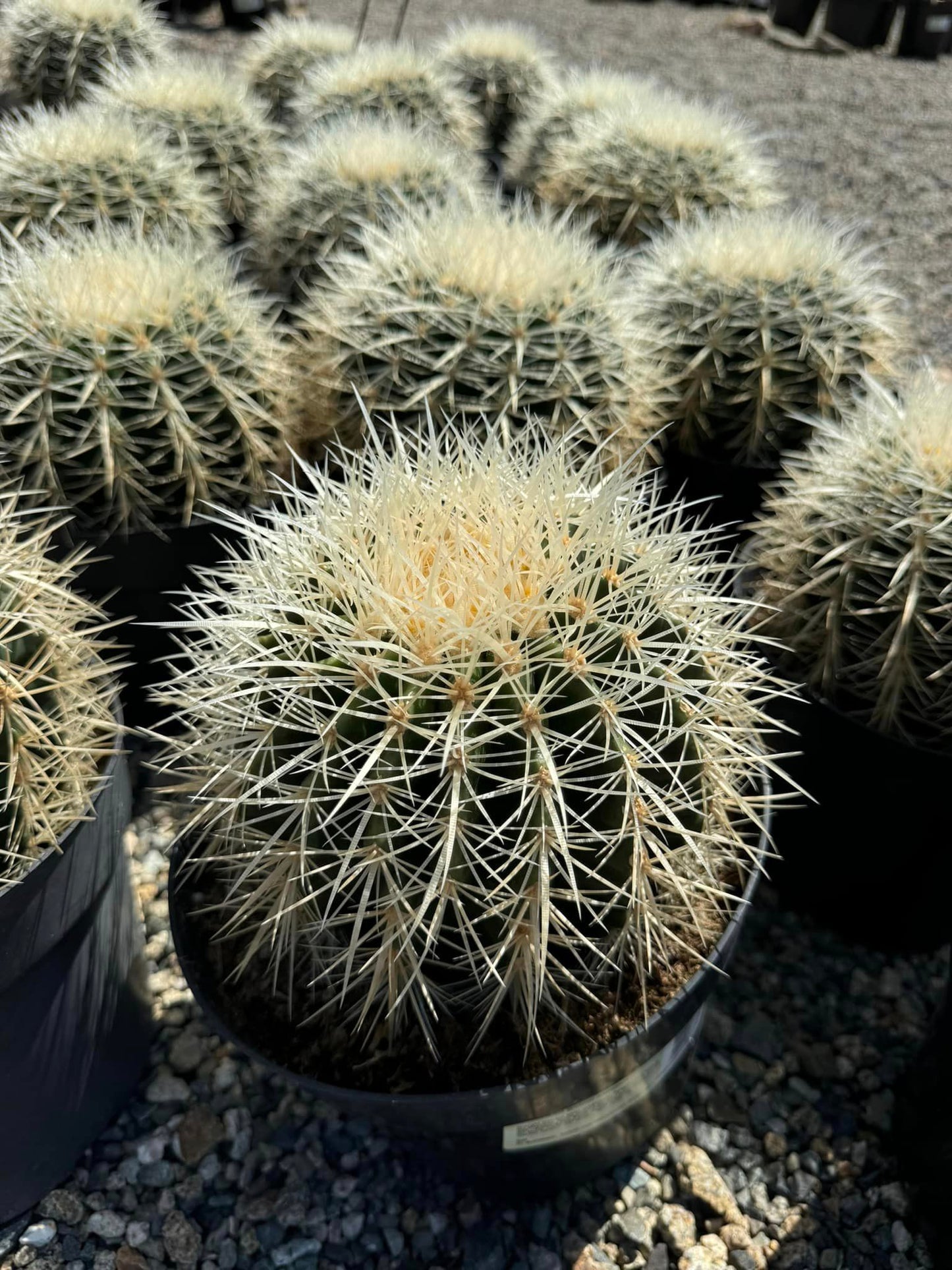 Echinocactus Silver barrel 8”