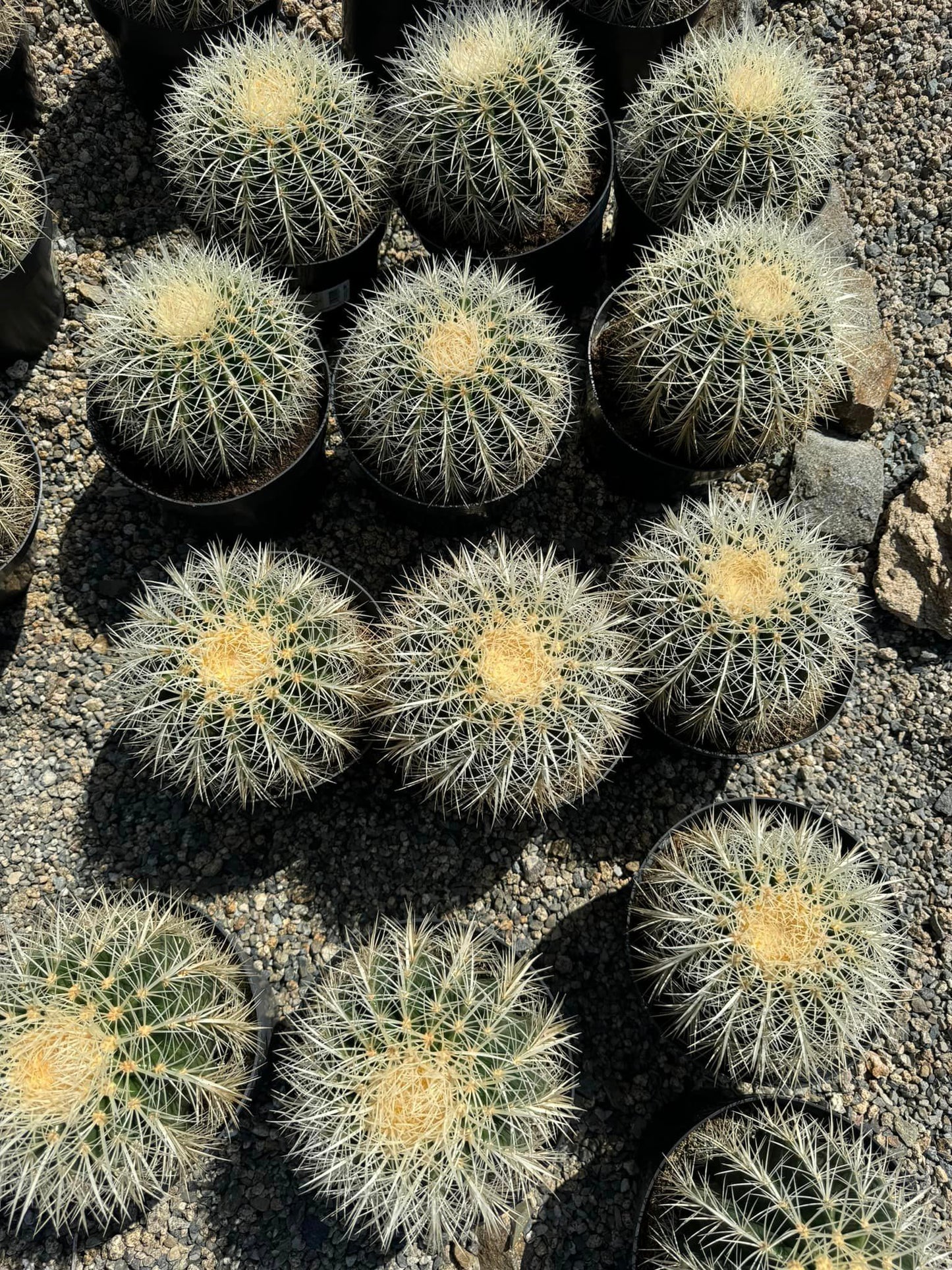 Echinocactus Silver barrel 8”