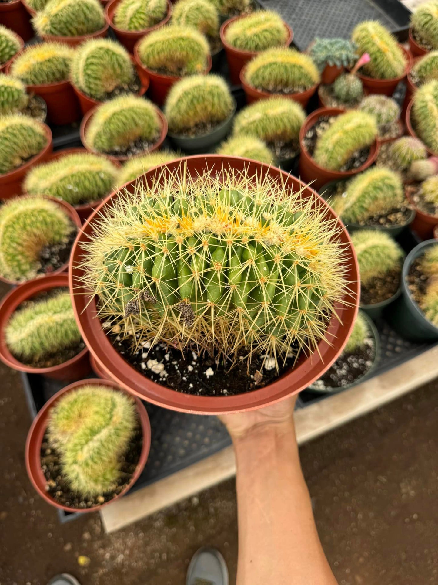 Echinocactus grusonii crestado