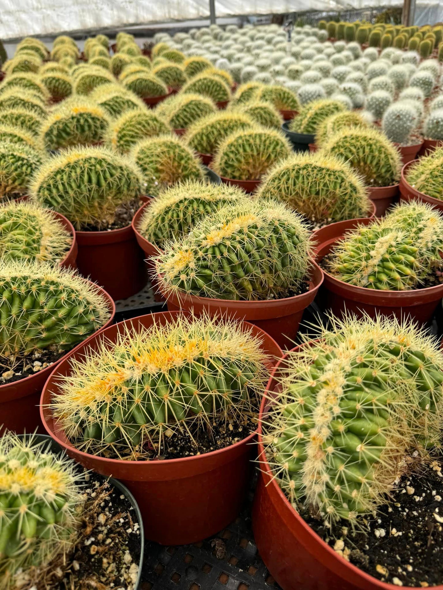 Echinocactus grusonii crestado